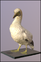 Bird # 10